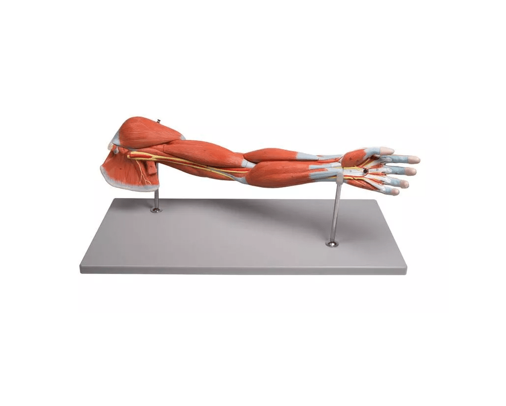 Armmuskulatur, 7 - teilig - Erler - Zimmer